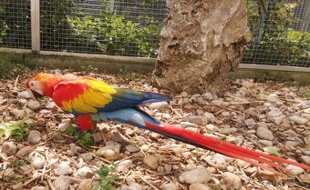 ARA arakanga macao - 4