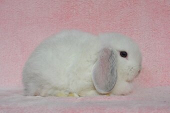 Sameček minilop Idol - 4