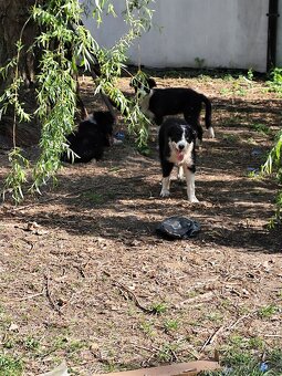 Border kolie - 4