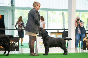 Labradorský retriever - 4