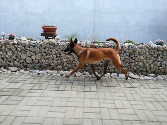 Daruji fenu Belgického ovčáka Malinois - 4