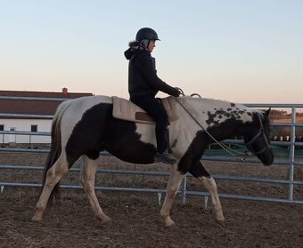 Luxusní PAINT Horse plemeník, DOUBLE HOMOZYGOT - 4