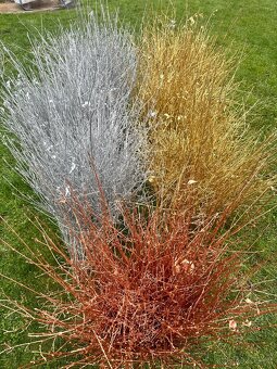 Prodáme vánoční jmelí 🌿🌿 - 4