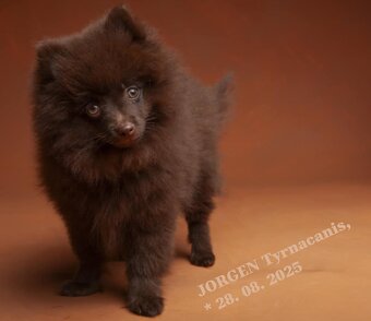 Štěňata německý špic malý hnědý - 4