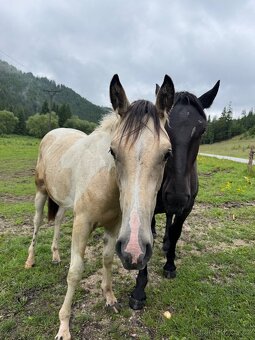 Ročný žrebček po Pepsi Skippin Scotch - 4