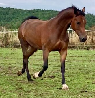 Koně od 50 tis. - Welsh Cob - 4