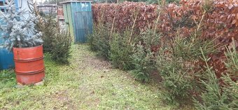 Vánoční stromky, stromečky, špičky a větve na výzdobu - 4