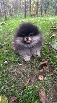 Pomeranian s pp FCI - 4