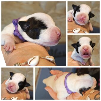 Stafordšírský bulteriér s PP - 4