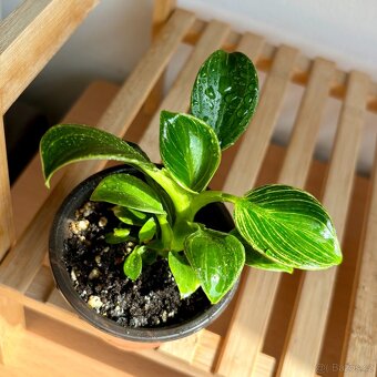 Philodendron birkin - 4