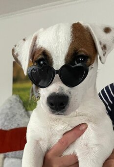 Jack Russell Terrier - krytí - 4