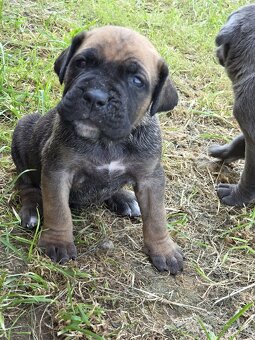 cane corso - 4