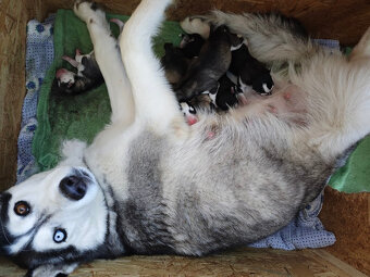 Štěnátka SIBIŘSÁ HUSKY - 4