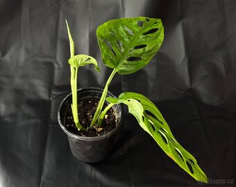 SLEVA⤵️ Monstera Monkey Mask Adansonii - 4