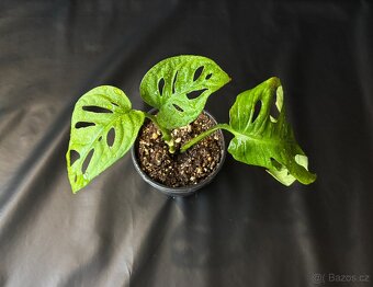 SLEVA⤵️ Monstera Monkey Mask Adansonii - 4