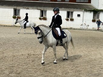 TOP pony na prodej - 4