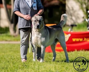 Středoasijský pastevecký pes s PP - 4