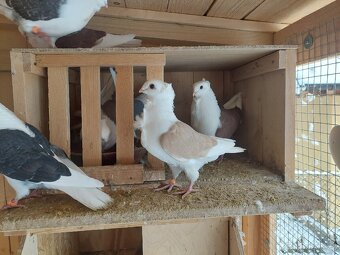 Holuby - staroněmecký racek - 4