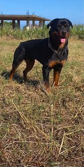 Hledáme štěňata rotvajlera zahraničního - 4