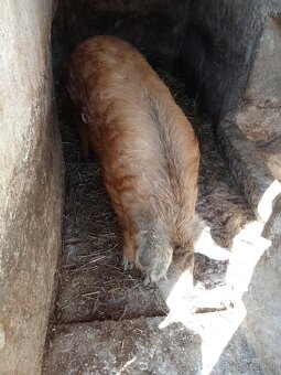 Domácí prase 🐷 - 4