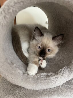 Kotata Ragdoll bez PP - 4