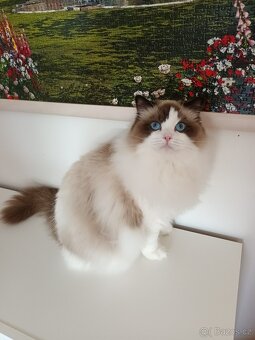 Kocourek ragdoll s PP - 4