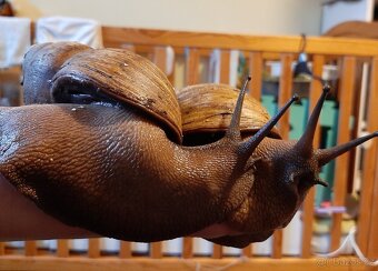 Archachatina margarita ovum - 4