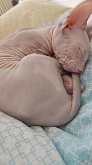 Koťátka Don sphynx bez PP - 4