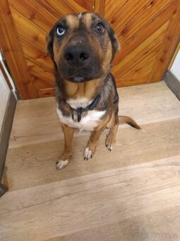 Australský x honácký - 4