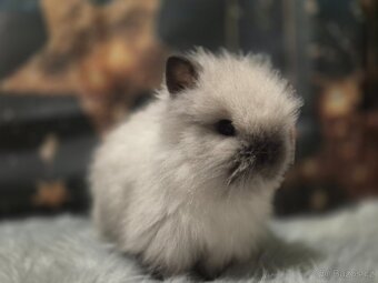 Zalrslý králík Teddy - 4