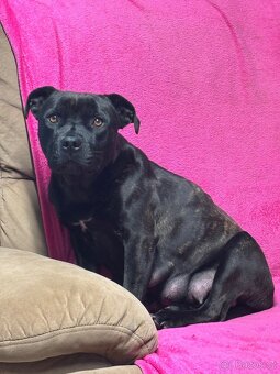 Stafordšírský bulteriér bez PP - 4