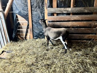 Kamerunská ovce - 4