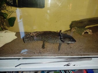 Axolotl - 4