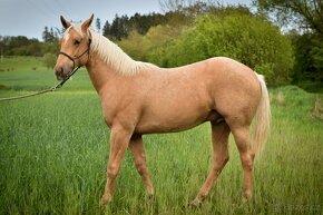 Prodám hřebce Paint Horse nar. 2023 - 4