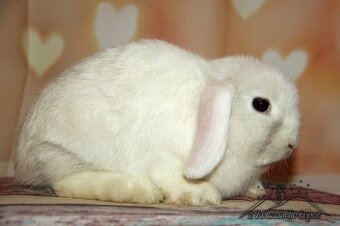 Zakrslí minilop beránek - samečci k odběru - 4
