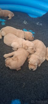 Goldendoodle F1 - 4