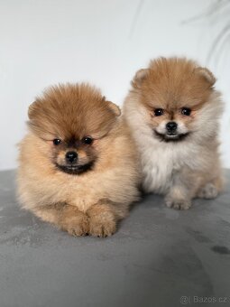 Pomeranian s PP - 4