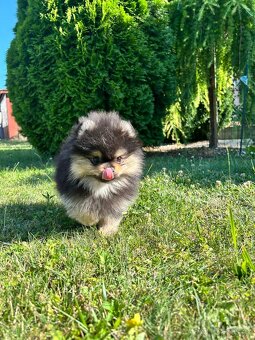 Pomeranian s PP, chovatelská stanica Nucháčik poms - 4