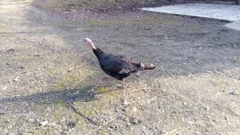 Prodám 3 krůty staří cca rok a půl. - 4