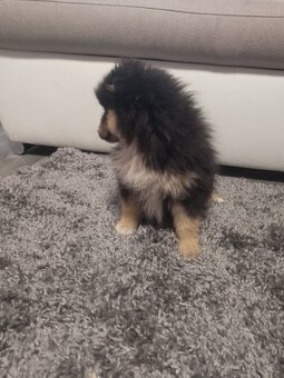 Pomeranian black and tan - 4