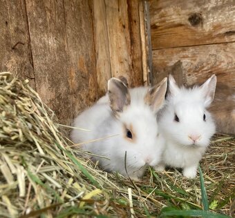 Zakrslý vymazlený králíčci - 4