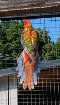 Rosela pestrá opalin Belgický pastel - 4