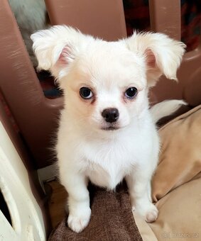 Dlouhosrstá čivava - 4