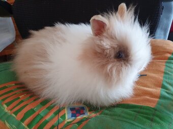 Zakrslý králík Teddy - 4