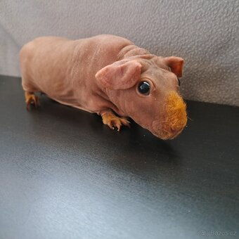 Skinny morče samice - 4