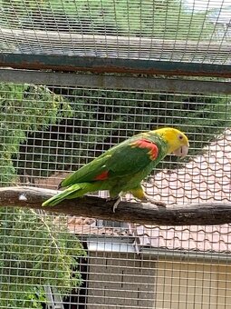 amazoňan oratrix - 4