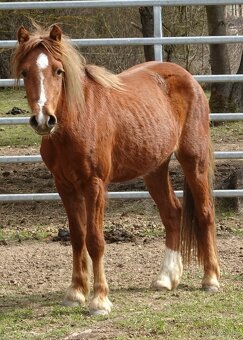 Prodám klisnu WPBr s PP, - 4