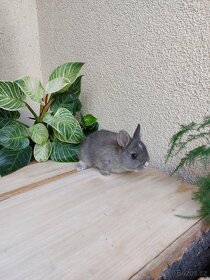 Zakrslý králík hladkosrstý - hnědé samičky, modrý sameček - 4