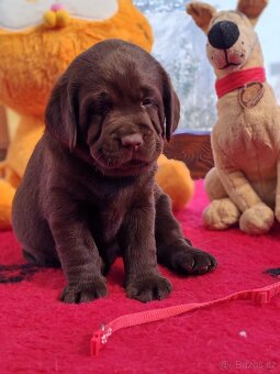 Labrador retrievr -štenatka s PP - 4