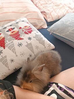 Nabízím zakrslého králíčka i s příslušenstvím - 4